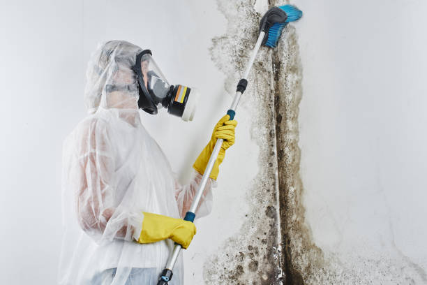 Best Mold Odor Removal Services  in Pamplico, SC